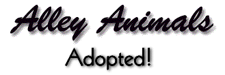 Alley Animals - Adopted!