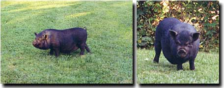 Picture of Pot Bellied Pig